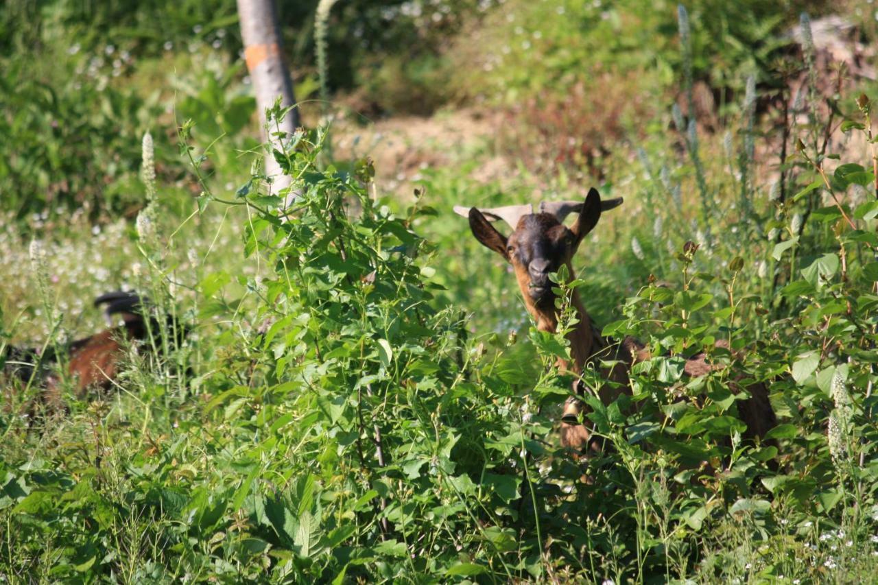 La Pennichella Διαμέρισμα Agerola Εξωτερικό φωτογραφία